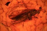 mm Fossil Caddisfly (Trichopterae) In Baltic Amber #73345-1